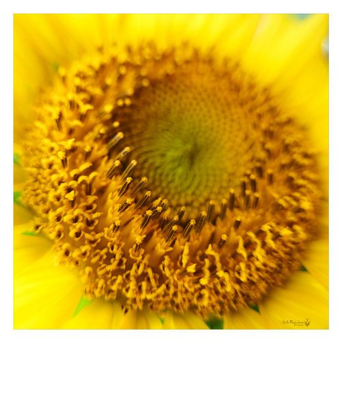 Sommerliches Gelb von Erik Reijnders