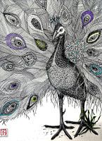 Pfau, Federzeichnung