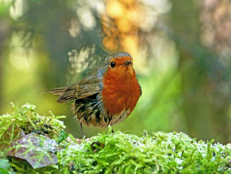 Rotkehlchen mit einem Hauch von Schnee von Caroline Lichthart