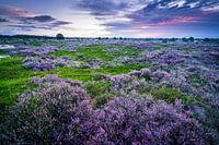 Bruyère fleurie Aekinger sable