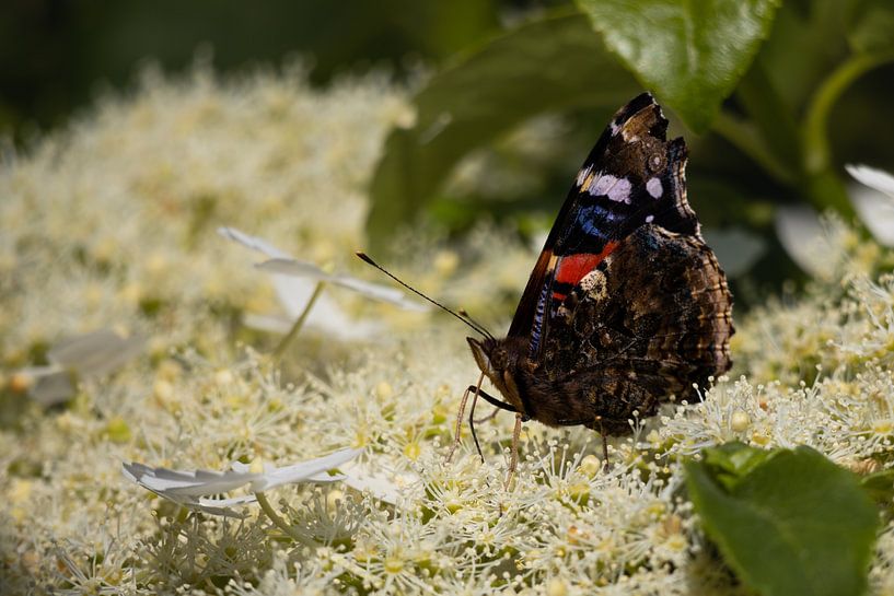 Atalante papillon sur hortensia grimpant par Bram Lubbers