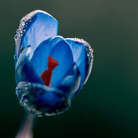Art de couleur bleue avec un crocus