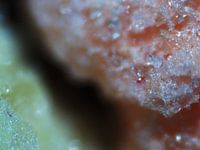 Les éclats de fruits sous le microscope