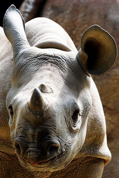 Rhinoceros Baby by Barbara Fraatz