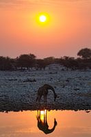 Trinkende Giraffe bei Sonnenuntergang