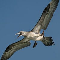 Fou de Bassan juvénile