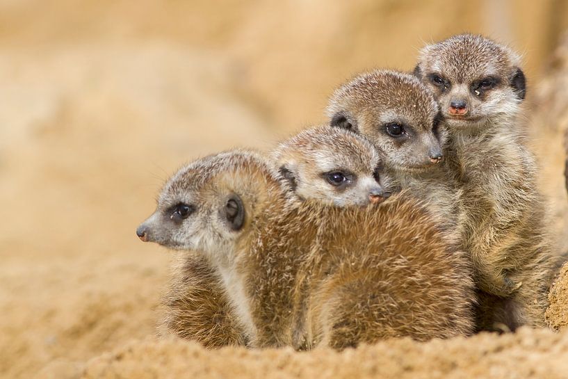 Suricate par Heiko Lehmann