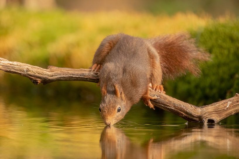 Eichhörnchen geht trinken von Tanja van Beuningen