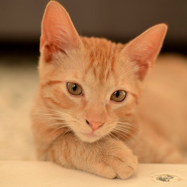 Kater George in Curaçao von Karel Frielink