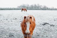 Pony in the snow