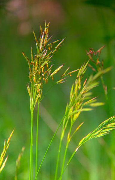 Grass by Images from a hillside in Umbria
