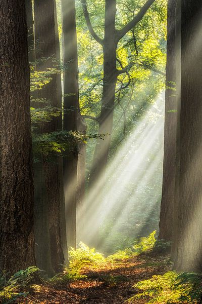 The Beam to Be par Lars van de Goor
