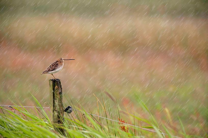 Bekassine (Gallinago gallinago) auf einem Pfahl auf einer Wiese in Friesland während eines Regenscha von Marcel van Kammen
