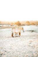 Fjordpferde im Frühlicht