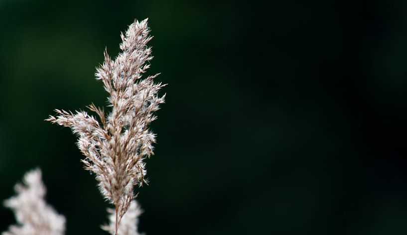 Lonely reeds by Onno van Kuik