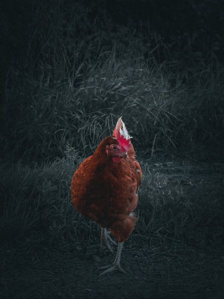 harter Vogel von snippefotografie