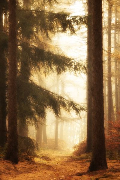Les mystérieux bois de Moer par un matin d'automne brumeux par Sugar_bee_photography