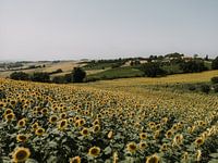 Sonnenblumenfeld | Italien