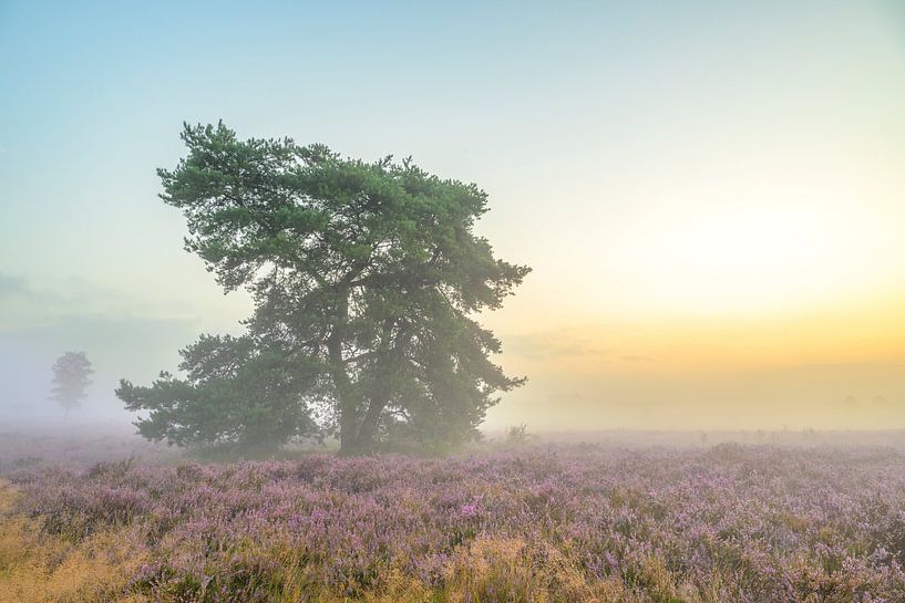 Lever de soleil sur un paysage de bruyères à la Veluwe par Sjoerd van der Wal Photographie