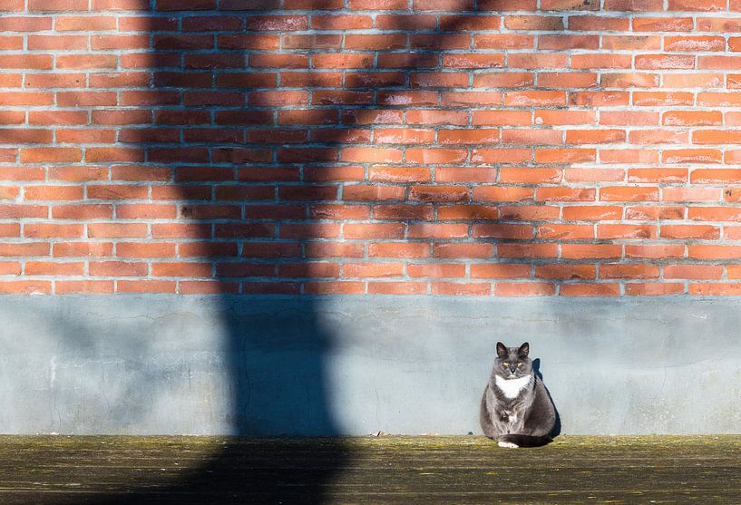 Cat in the sun by Inge van den Brande