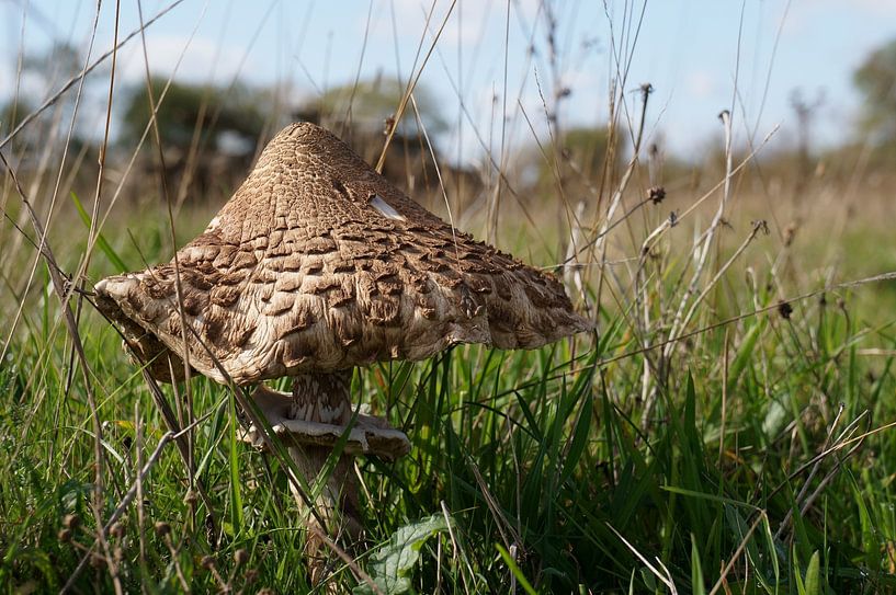 Schirmpilz von Madeltijntje