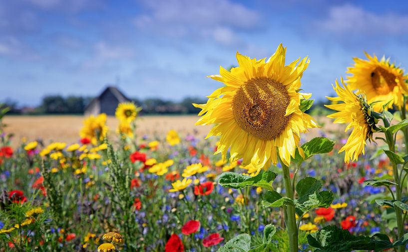 Sunflower. by Justin Sinner Photography (Photographer on Texel)