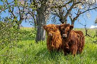 Scottish Highland Cattle (Watercolour Style)