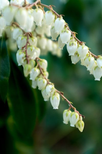 Lily of the valley, white botanical flowers art | fine art photography by Karijn | Fine art Natuur en Reis Fotografie