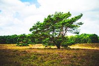 Style my Home series by Liberty Ragazza Biesma