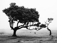 Kunstvolles Naturfoto aus Madeira, Portugal