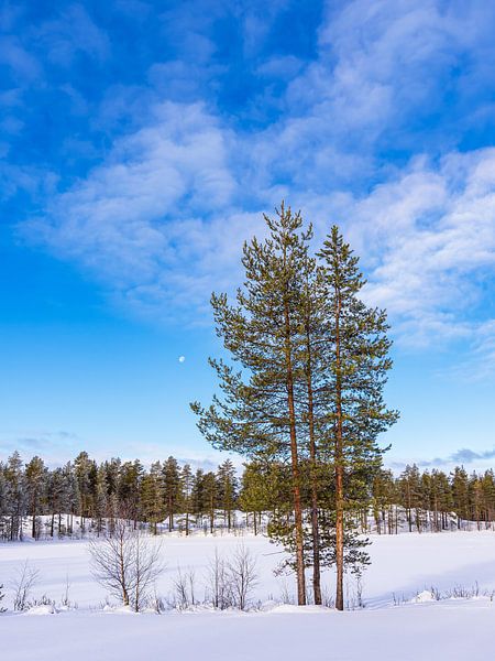 Paysage avec de la neige en hiver à Kuusamo, Finlande par Rico Ködder