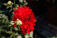 Rot blühende Dahlie am Sommerabend