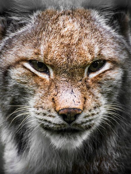 Luchs - Auge um Auge von Timothy Morrell