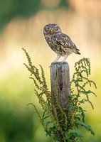 Une chouette sur un poteau