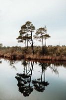 Natuur - De weerspiegeling van bomen in het water - Fotografie