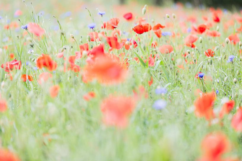 Flower festival by Peter van Rooij
