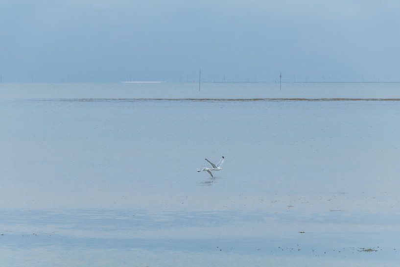 Meeuwen boven de zee van Marianne Twijnstra