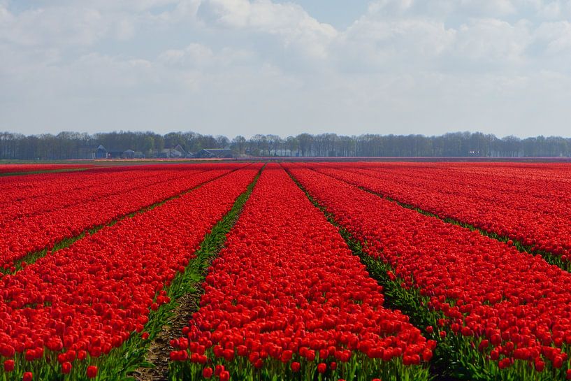 Un champ de tulipes rouges en HDR par Gerard de Zwaan