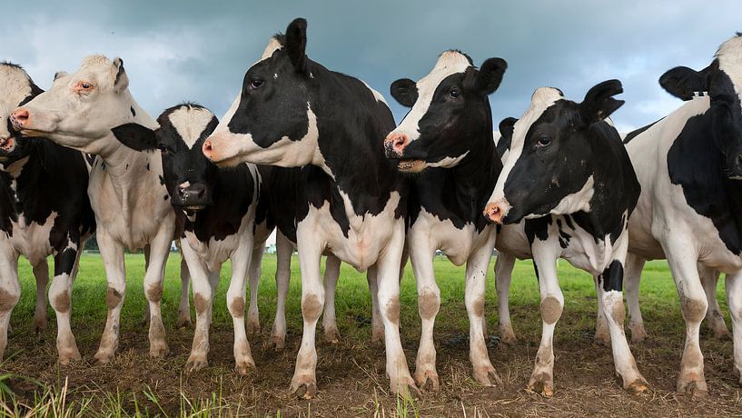 Nederlandse Koeien (runderen) von Irene Kuizenga
