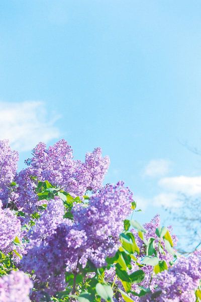 Lilas au Printemps par samuel saltwater