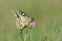Schwalbenschwanz auf Kleeblume
