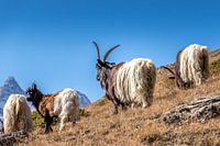 Walloon Goats.