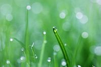 Raindrop on blade of grass