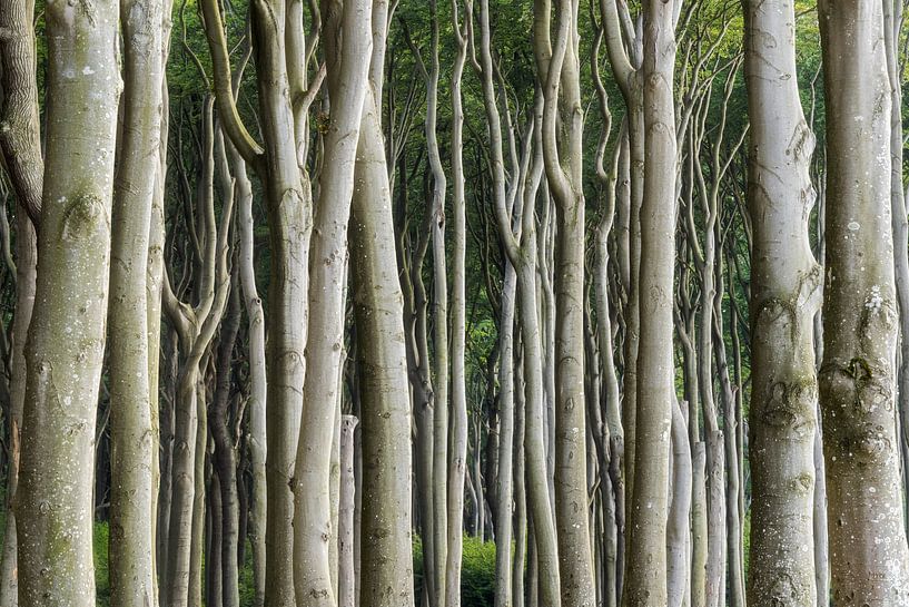 La forêt des fantômes par Rainer Mirau