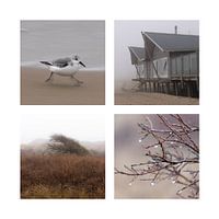 Texel quadriptych, beach, dunes and bird