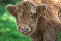 Schottischer Highlander, ein junger Mann und sehr neugierig