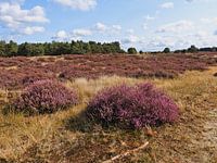 Purpurheideseeschwalbe op Zand
