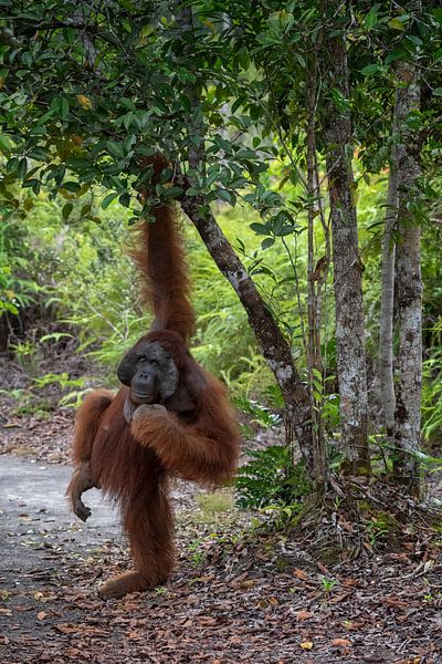 Alpha male in an Orangutan rehabilitation center by Anges van der Logt