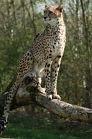 Cheetah à l'affût