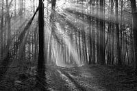 Leistungsstarke Solarharfen